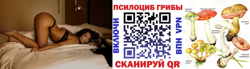 Купить закладки  Очёр  Псилоцибиновые грибы Psilocybe 